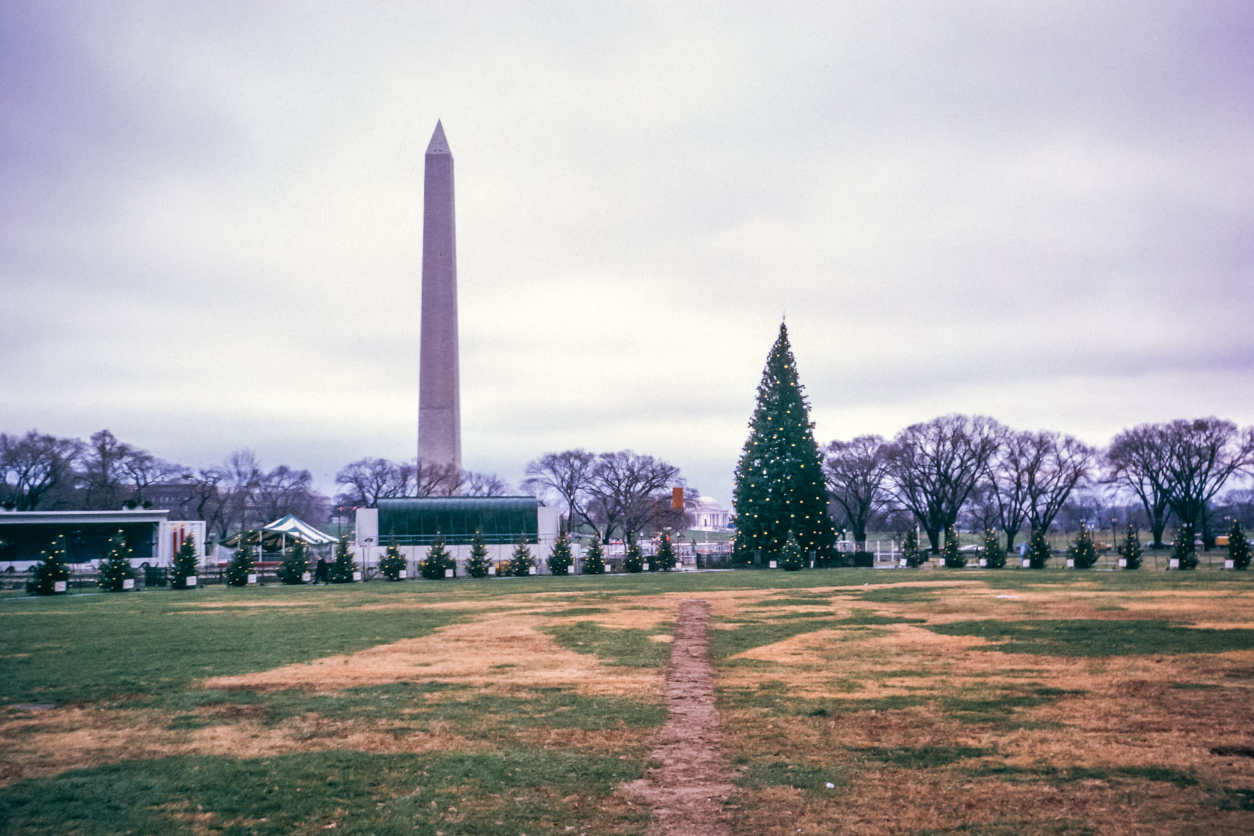 The 1970 National Christmas Tree was a Black Hills Spruce.  My Dad was in Washington for the installation of the tree and took this photo.  Click for next photo.