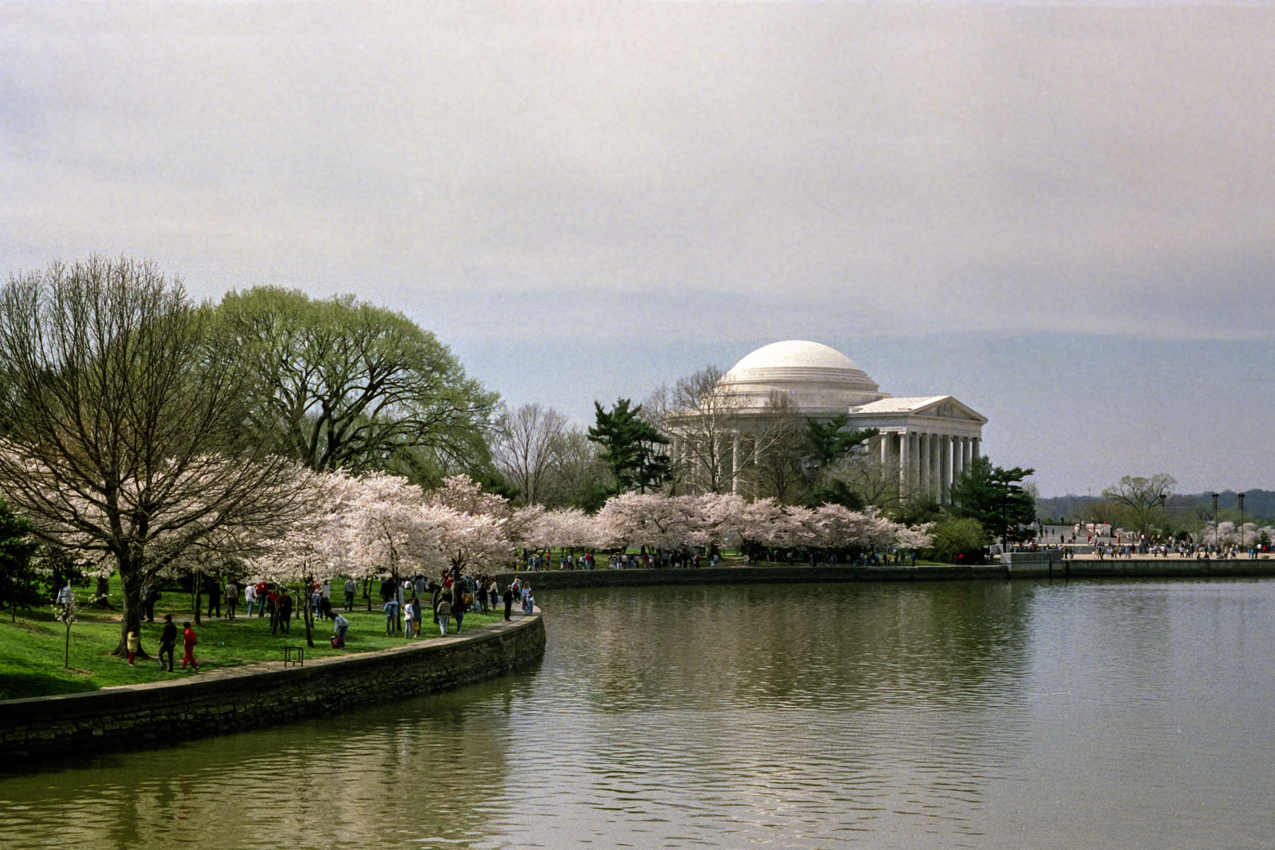 Cherry blossoms, Washington, DC.  Scanned from film.  Click for next photo.
