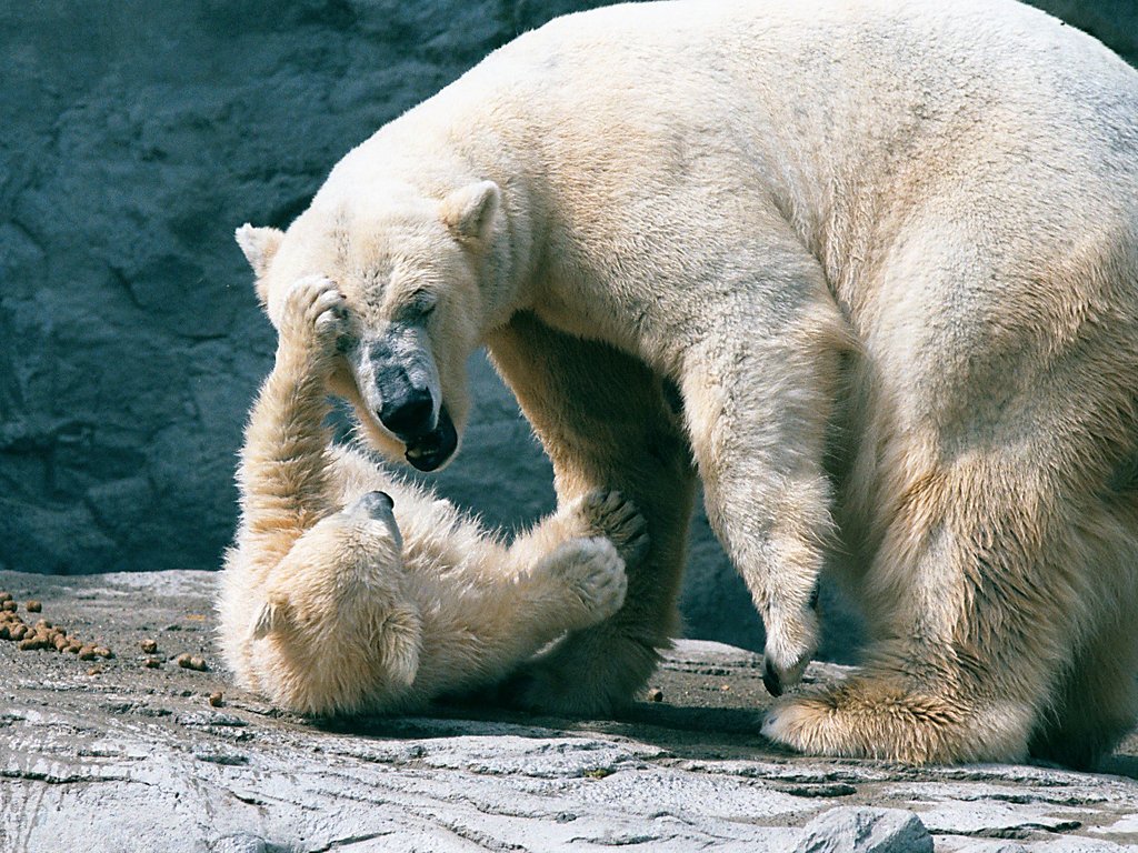 Polar bear cub and mother, Roger Williams Zoo, Providence, Rhode Island, 2001.  Click for next photo.