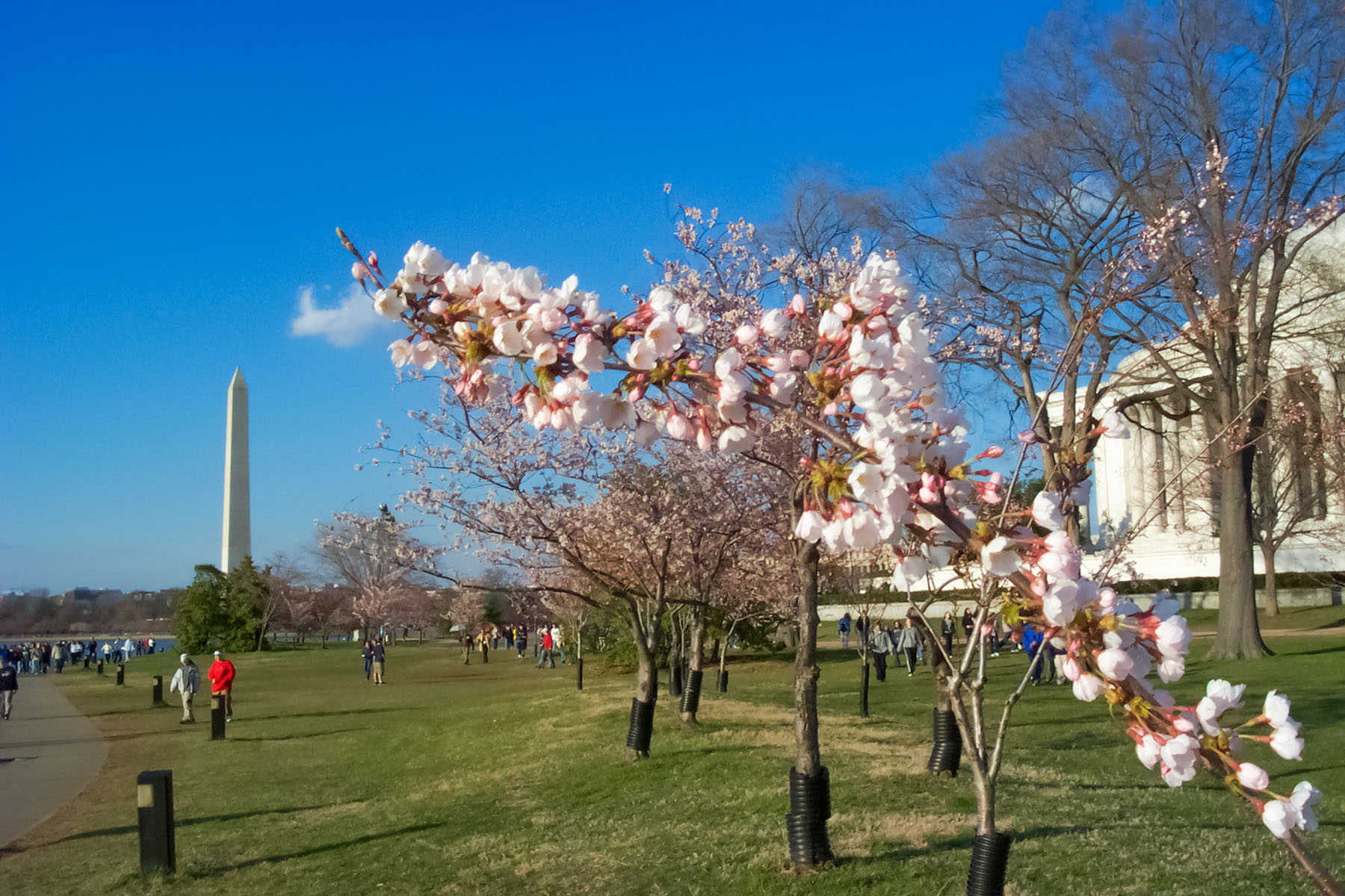Cherry blossoms, Washington, DC.  Click for next photo.