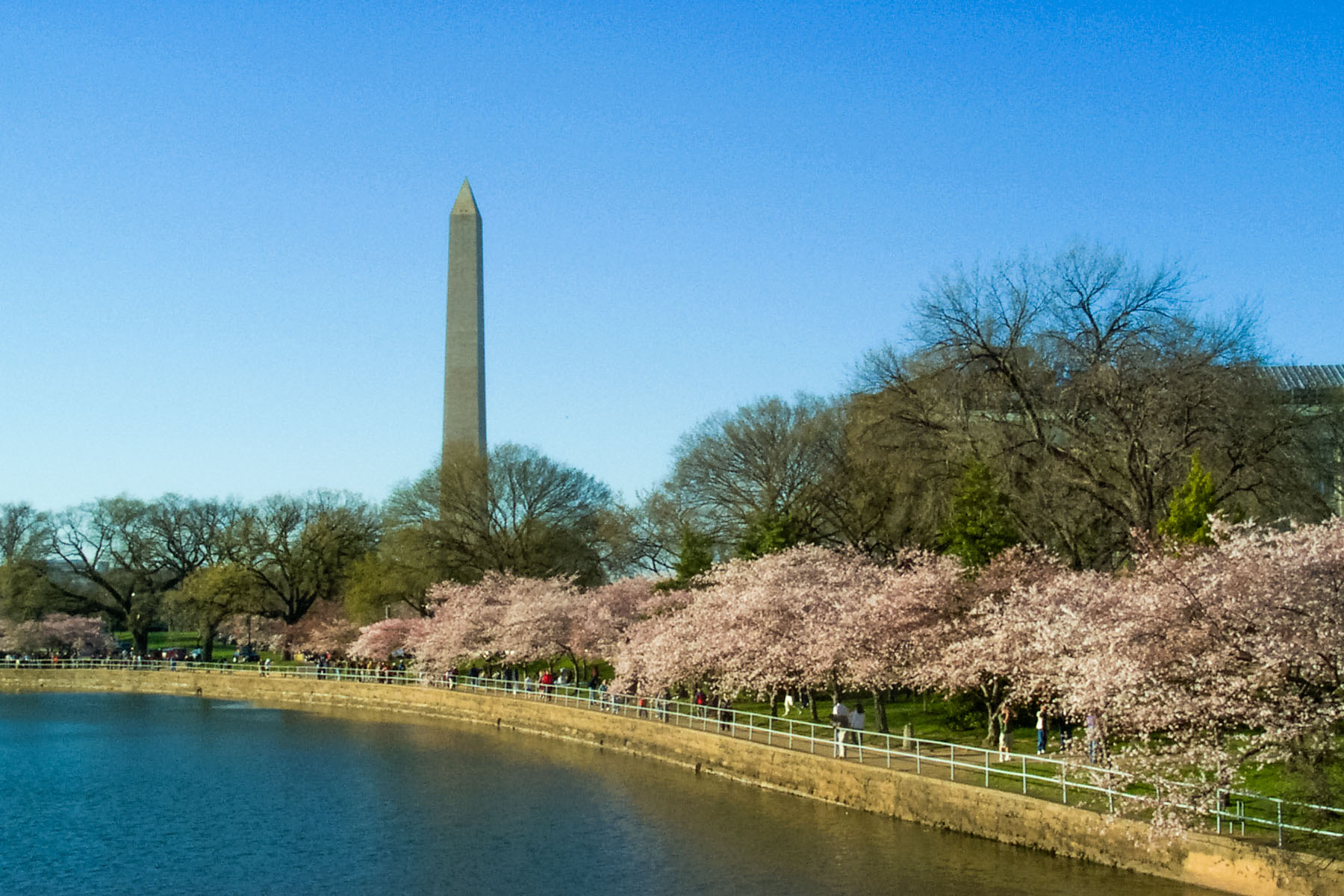 Cherry blossoms, Washington, DC.  Click for next photo.