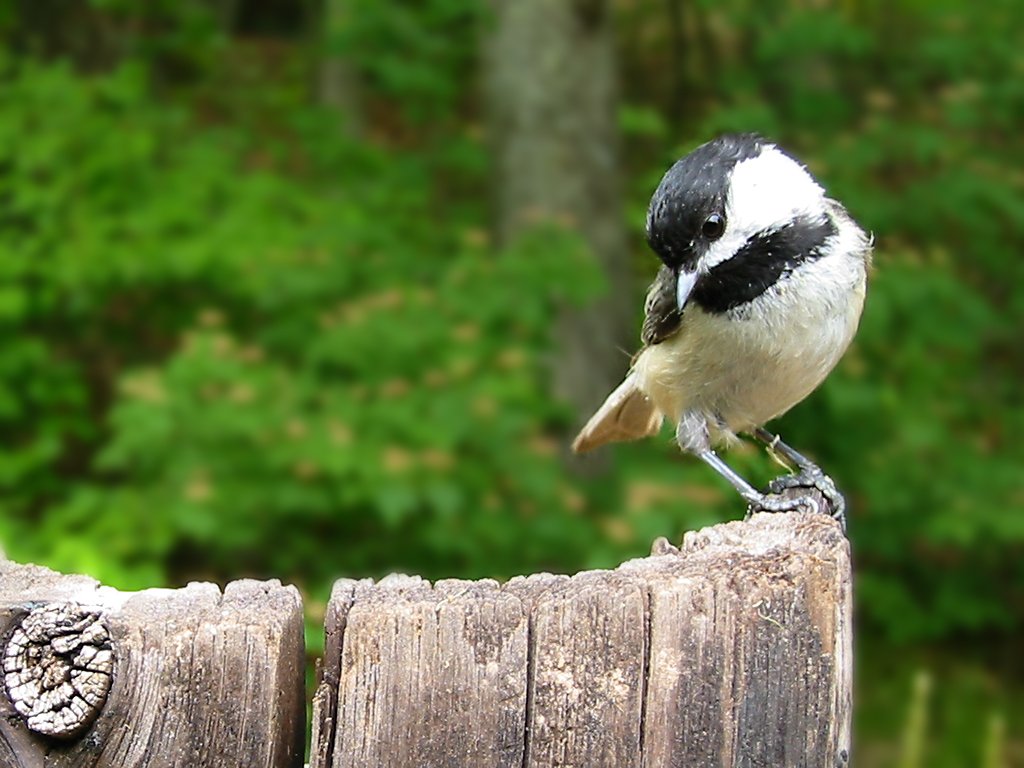 Chickadee, S330 on a tether, my back yard.  Click for next photo.