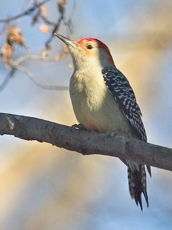 I think I got this woodpecker image in Virginia around 2002 but never posted it because of the placement of a branch that some might consider pornographic.  The branch has been edited out.  Click for next photo.