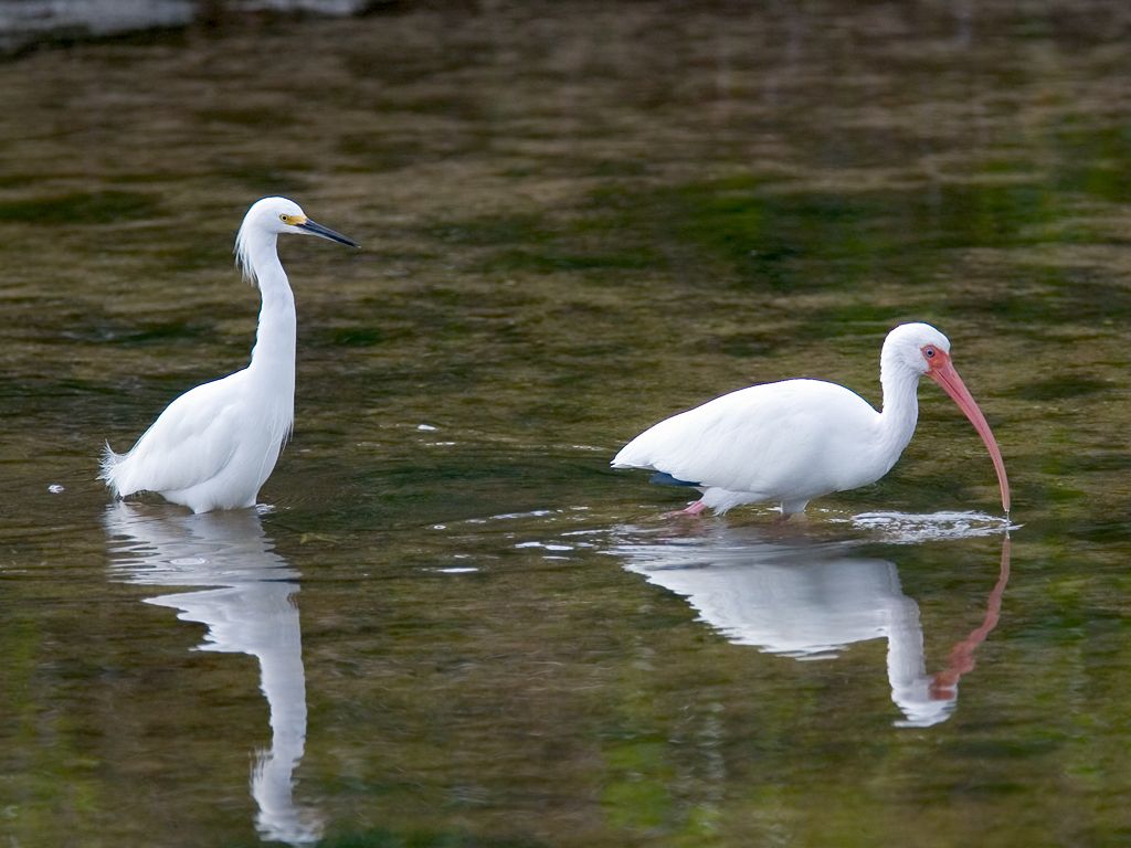 An ibis forages as a snowy egret follows.  Click for next photo.