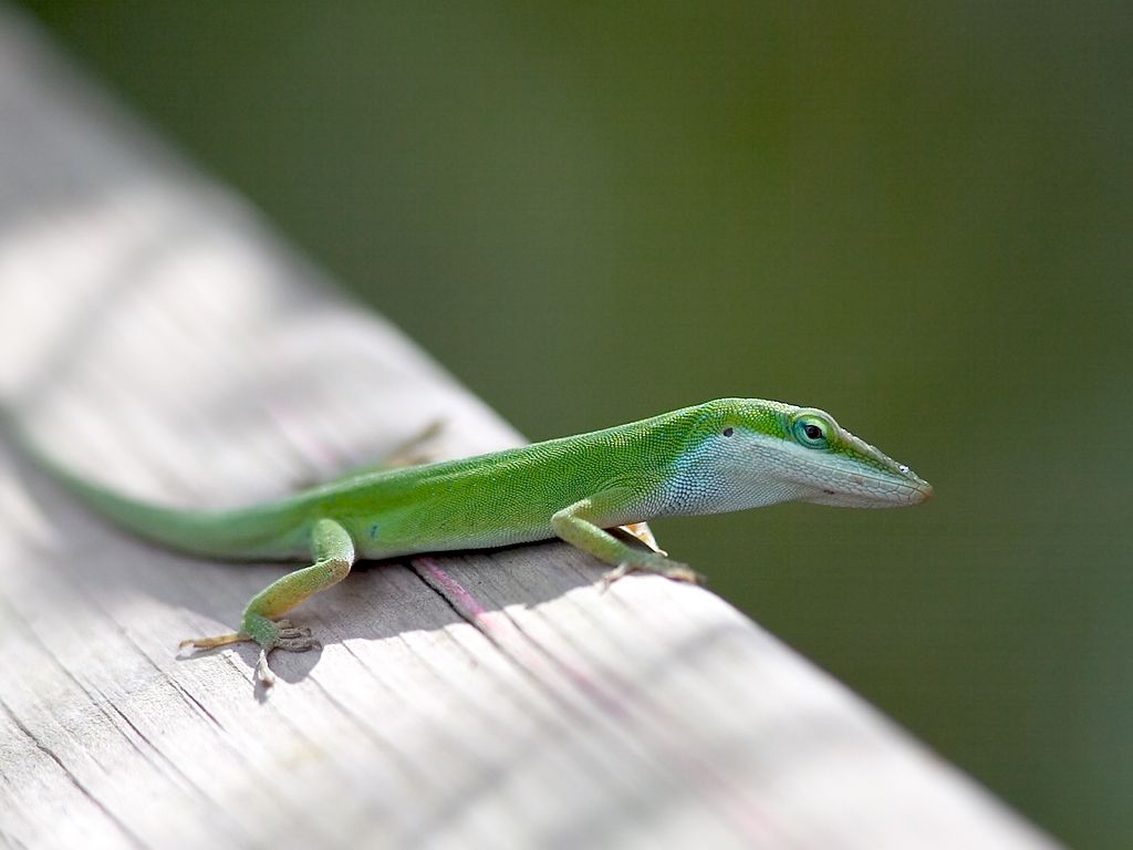 A little lizard called a Green Anole walks the boardwalk in Grassy Waters Preserve, West Palm Beach.  Click for next photo.
