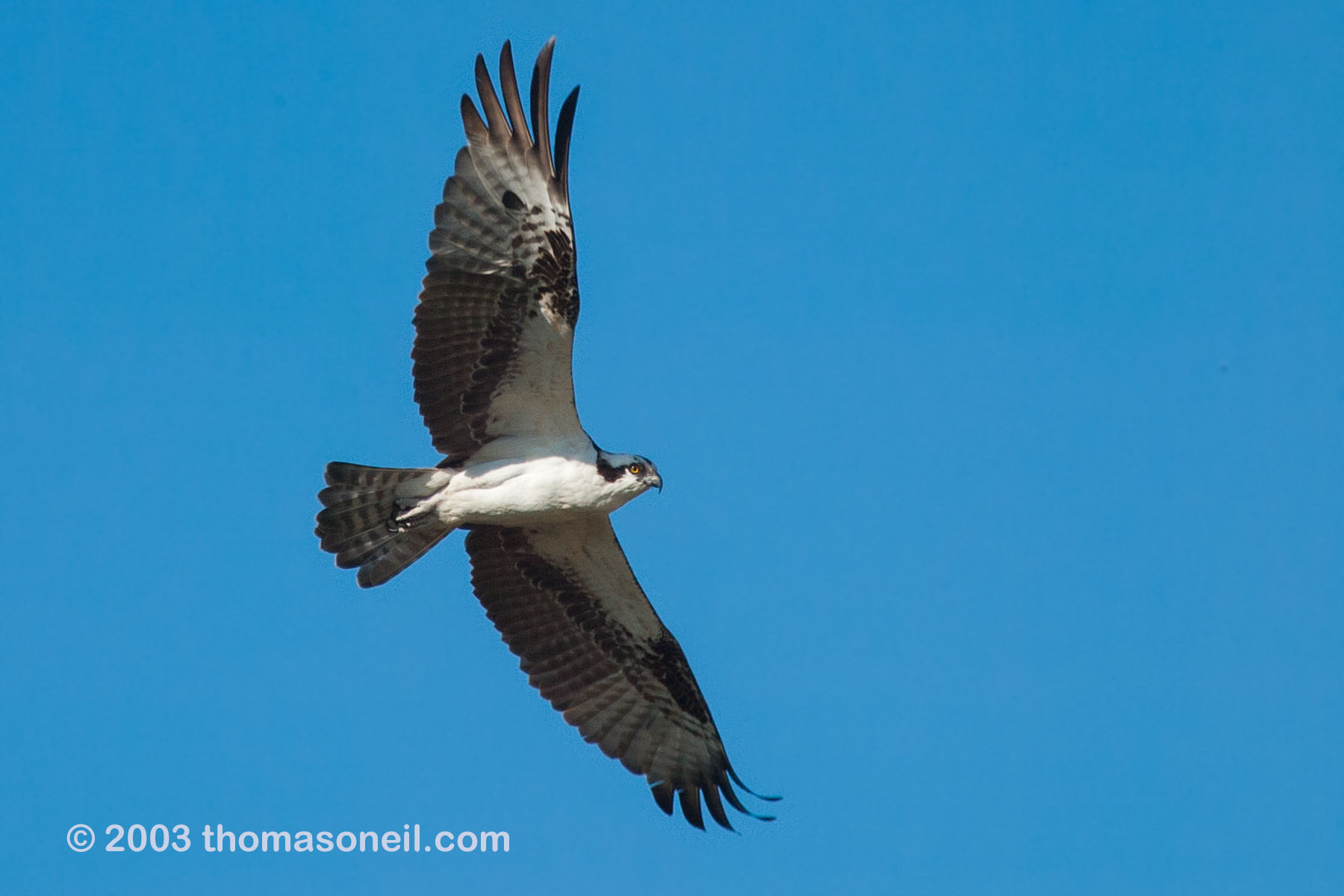 An osprey on Merritt Island.  Click for next photo.