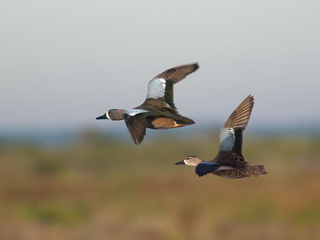 A pair of Blue-Winged Teal get flushed.  Click for next photo.