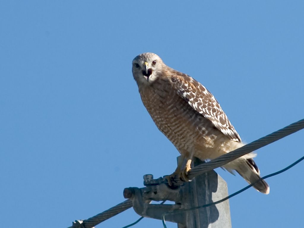 Red-shouldered Hawk, Florida.  Click for next photo.