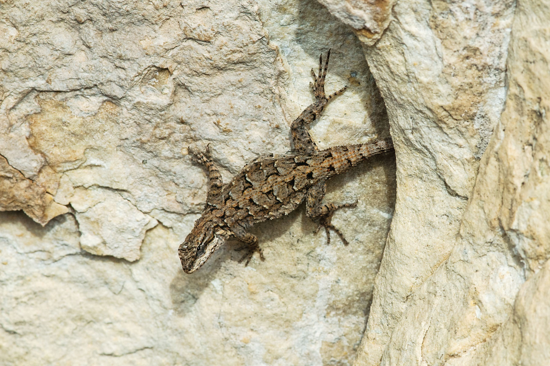 Lizard in Arizona.  It was tougher than I thought to shoot these little lizards against the rocks.  This is one that was close to being in focus.  Click for next photo.