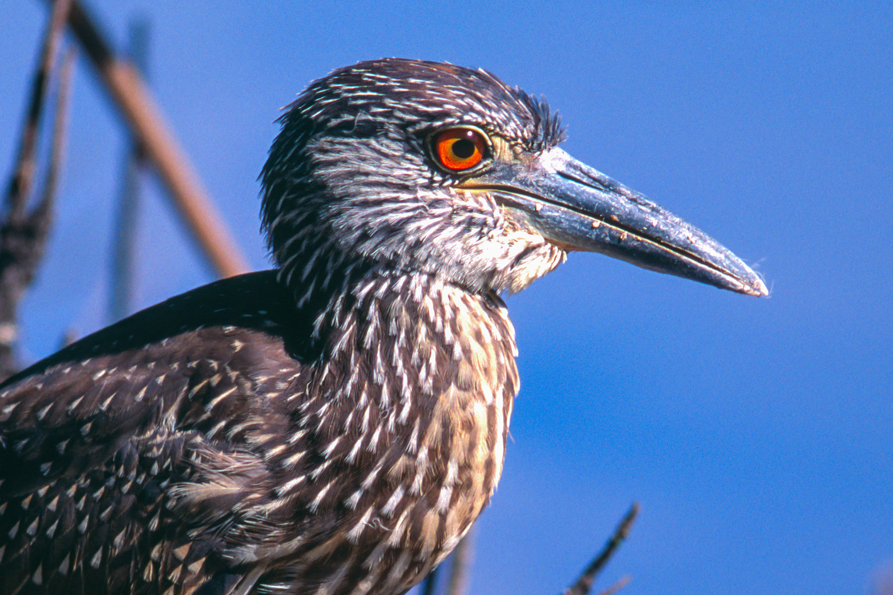 Yellow-crowned night heron, 'Ding' Darling National Wildlife Refuge, Florida.  Scanned from slide.  Click for next photo.