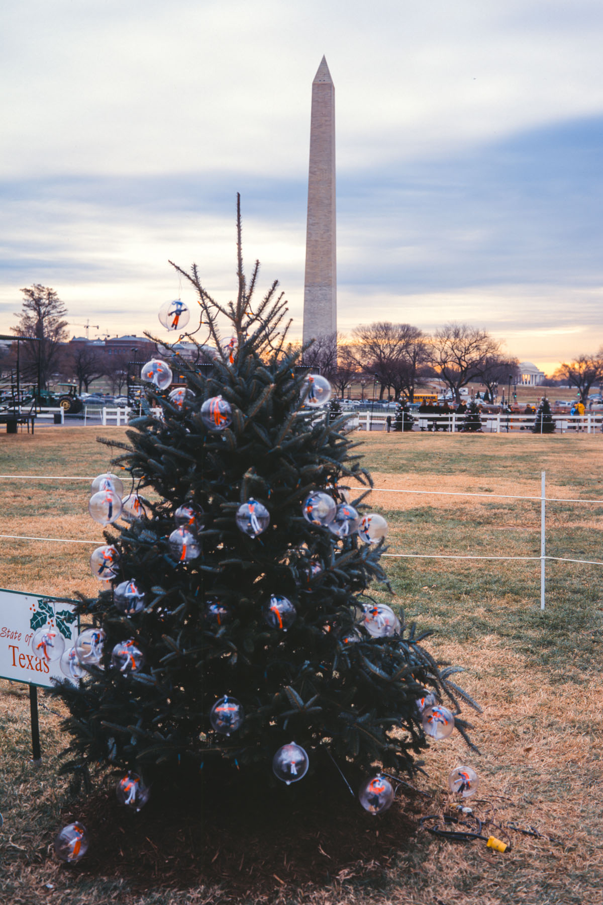 The 2002 Pageant of Peace in Washington included trees representing all the states, including this one for Texas.  Click for next photo.
