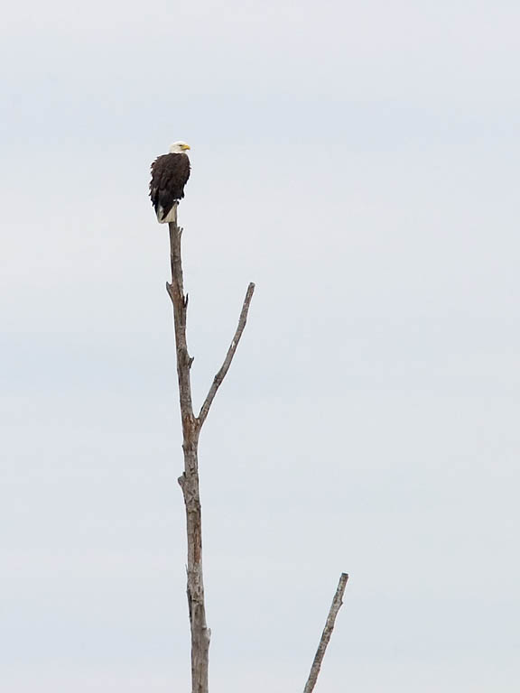 Eagle perched on dead tree at Blackwater NWR, Maryland.  This tree is visible from the Visitor Center and the several times I have been there, there always seems to be an eagle perched there.  Click for next photo.