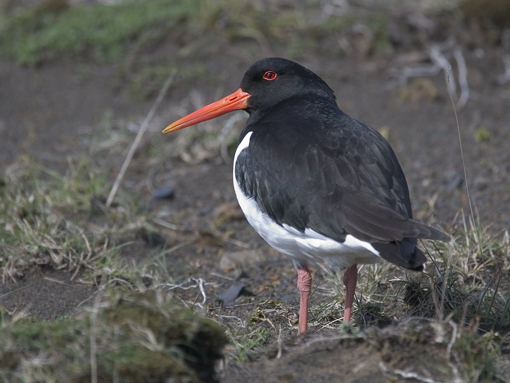 Oystercatcher, Iceland 2003.  Click for next photo.