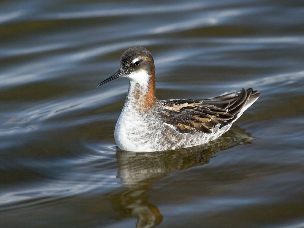 Oh, so that's a Red-necked Phalarope.  Click for next photo.