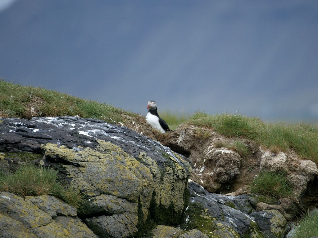 A puffin comes up out of his nest.  Click for next photo.