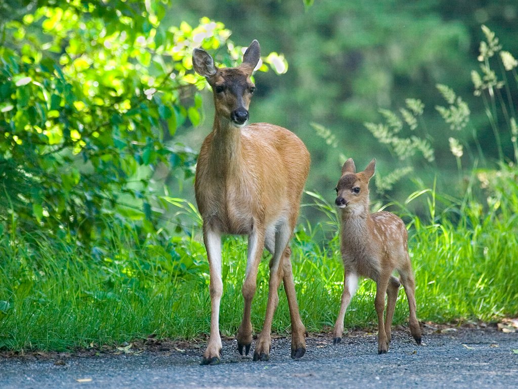 Fawn and mother near Petersburg.  Click for next photo.