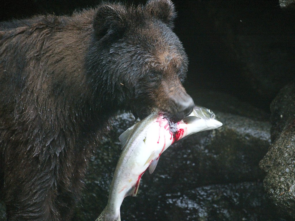 The brown bear comes up with a salmon, Alaska.  Click for next photo.