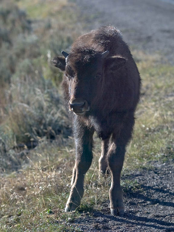 Yellowstone bison calf, 2003.  Click for next photo.