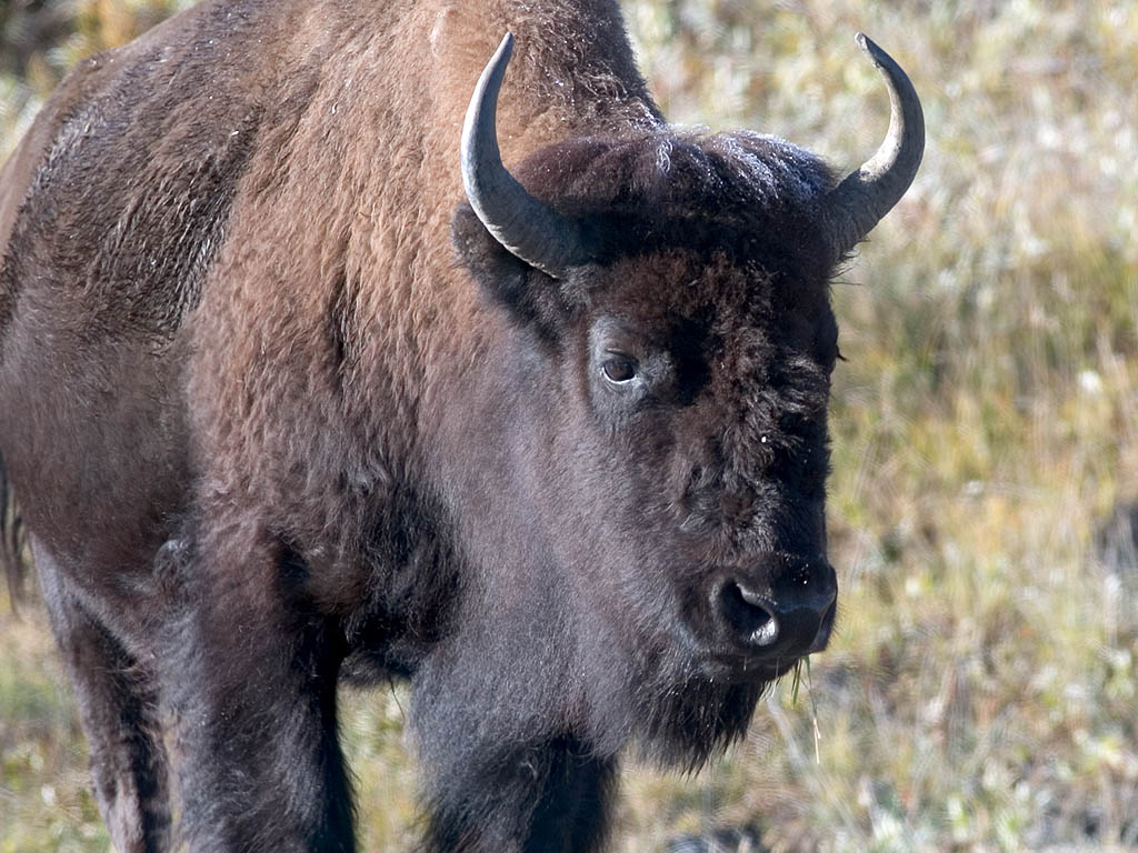 Yellowstone bison, 2003.  Click for next photo.