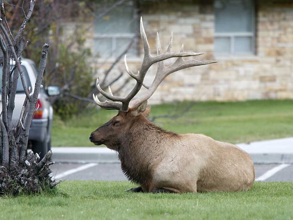 A big bull elk relaxes on the lawn in Mammoth Hot Springs.  Click for next photo.