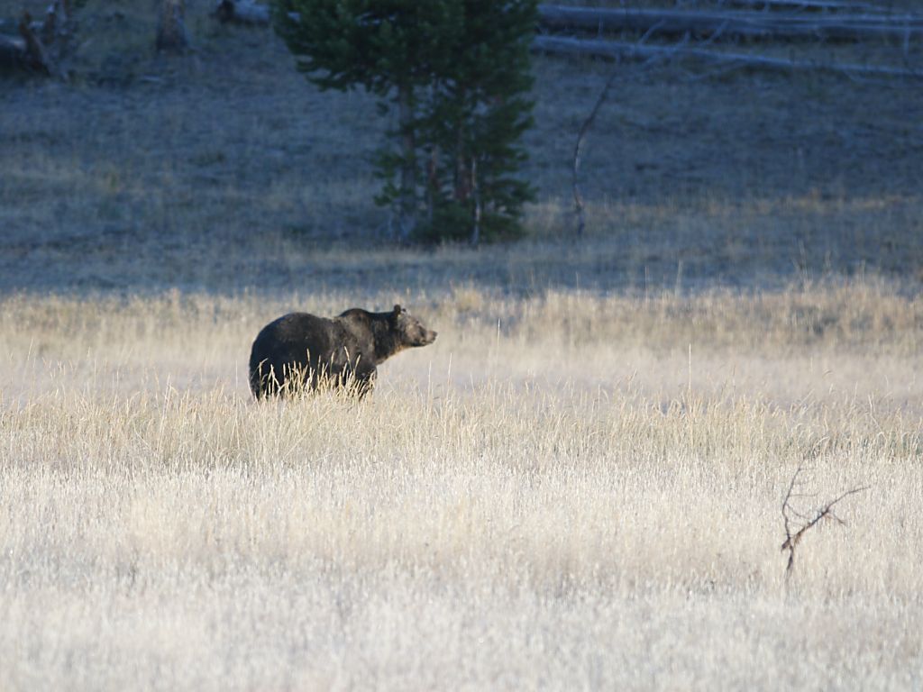 A grizzly bear makes an early morning appearance in Yellowstone.  Click for next photo.