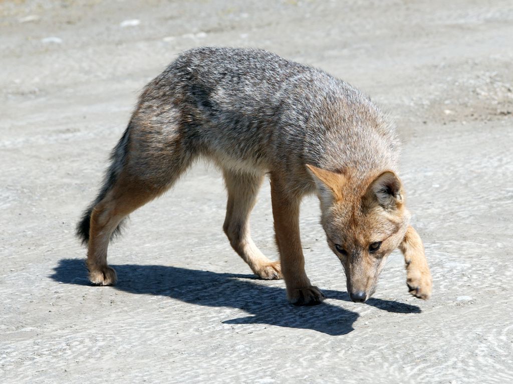 A fox jogs past the tourist buses at the national park near Ushuaia, Nov. 29.  Click for next photo.