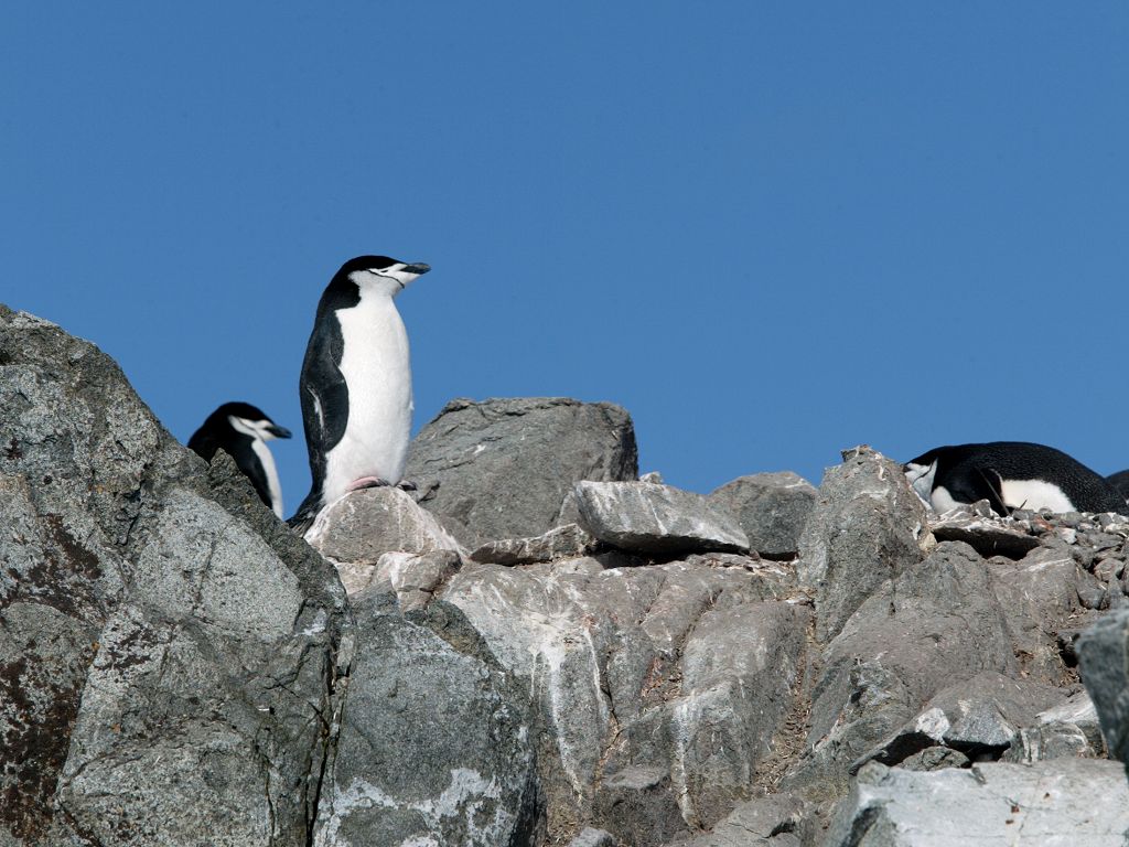 Chinstrap penguin, Robert Island.  Click for next photo.