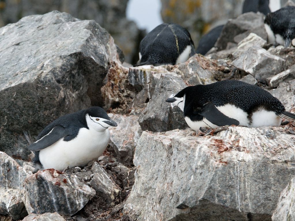 Chinstrap penguins nesting, Half Moon Island.  Click for next photo.