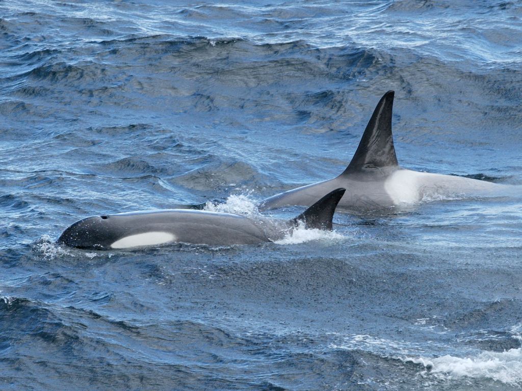 Orcas near the ship as we approach Lemaire Channel, Dec. 3.  Click for next photo.
