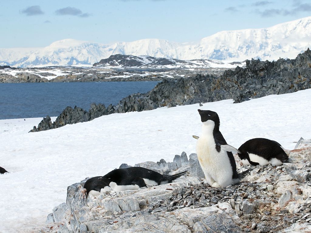 Adelie Penguin, Torgersen Island.  Click for next photo.