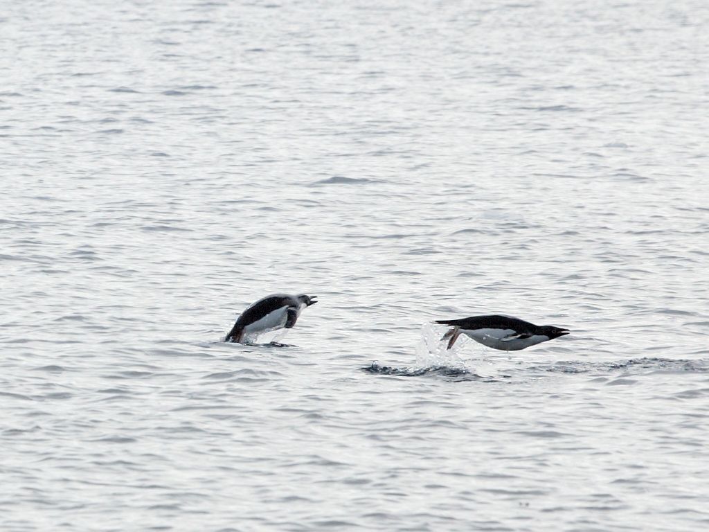 As this distant shot of a couple of gentoos proves. penguins can indeed fly.  For a few feet anyway.  Torgersen Island.  Click for next photo.