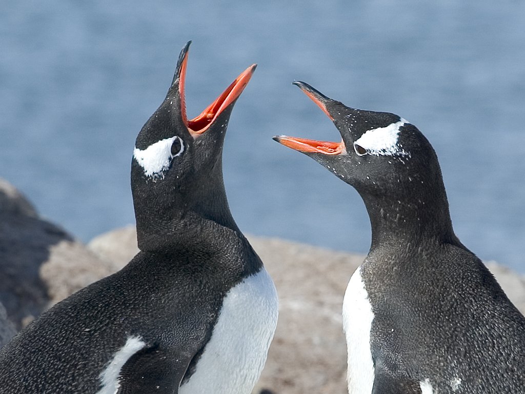 Gentoo penguins greet each other, Jougla Point. (Crop of photo [700].)  Click for next photo.