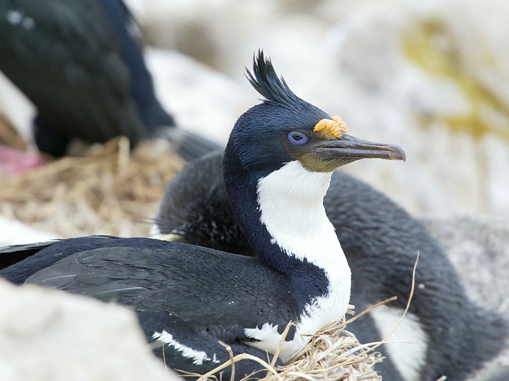 And now for something completely different.  A blue-eyed shag, nesting among the rockhoppers and albatrosses, New Island, Falklands, Dec. 8.  Click for next photo.