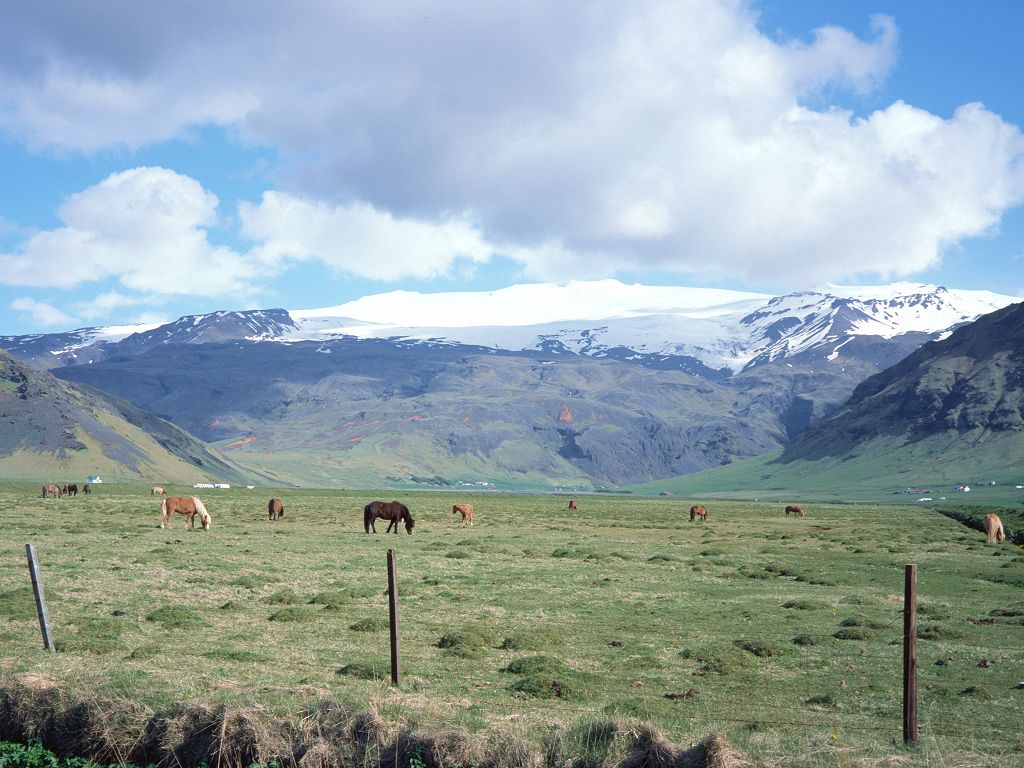 Icelandic horses graze beneath a glacier.  Click for next photo.
