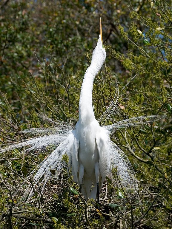 An egret stretches and shows off breeding plumage. St. Augustine.  Click for next photo.