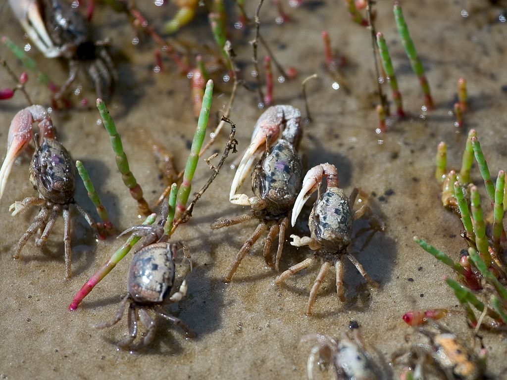 Ghost crabs.  Click for next photo.