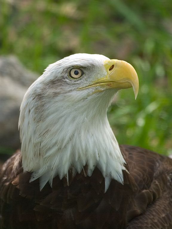 Captive bald eagle.  Click for next photo.