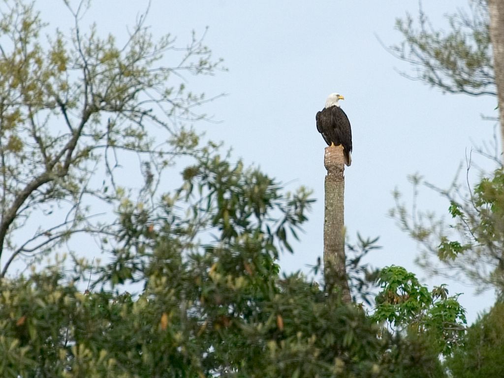 Not a good view of a bald eagle, but about as close as I got in Florida.  Click for next photo.