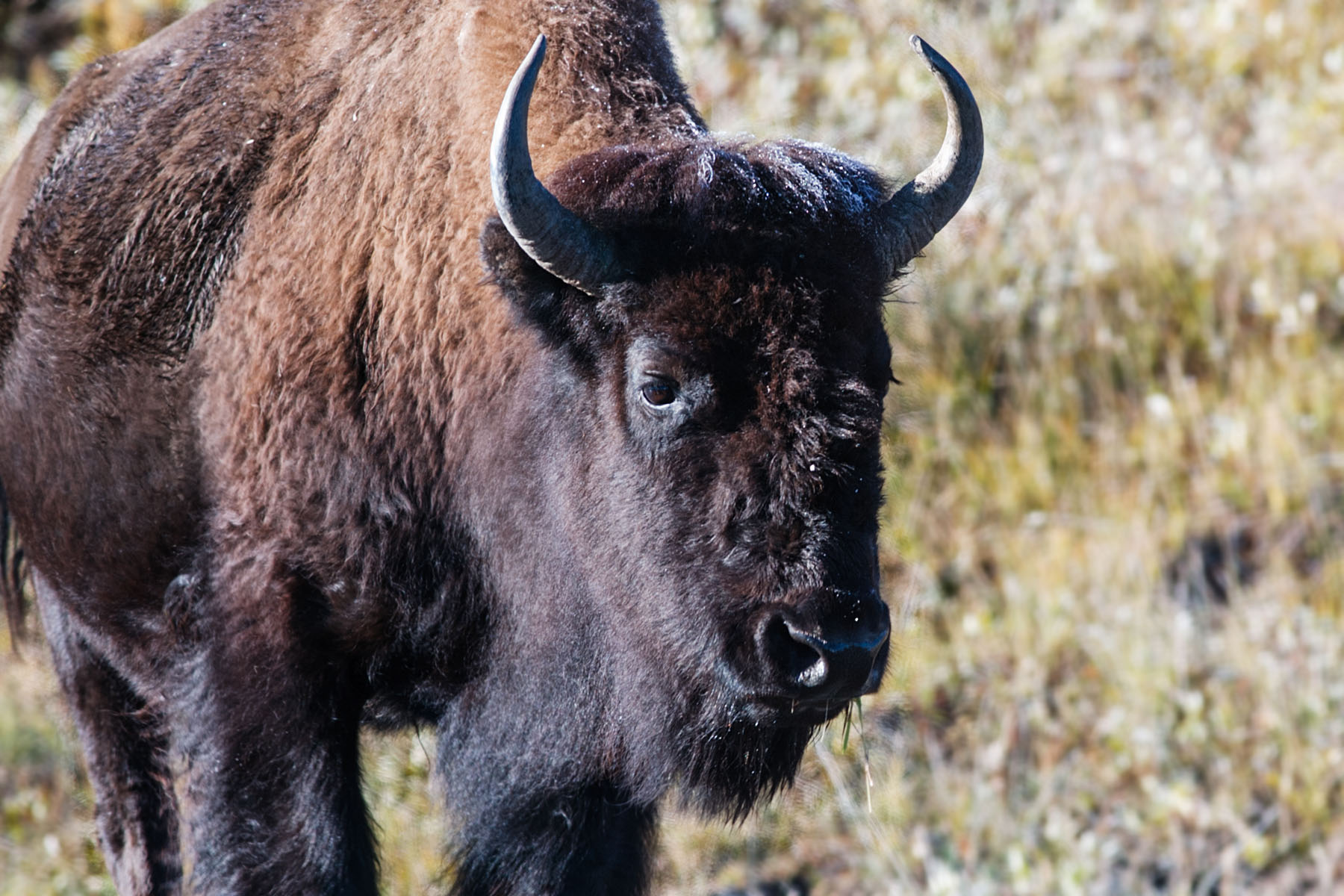Yellowstone bison.  Click for next photo.