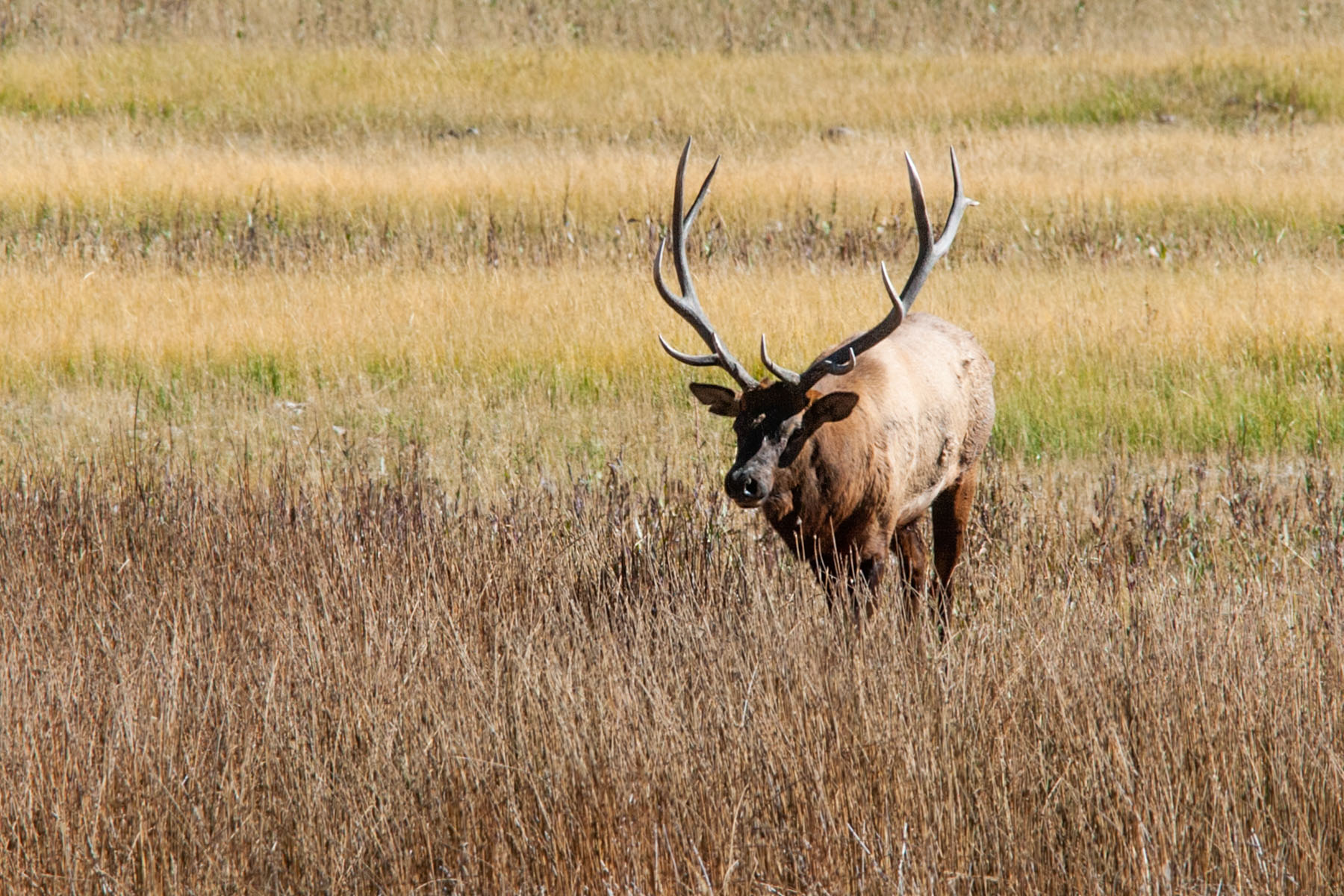 Elk in Yellowstone.  Click for next photo.