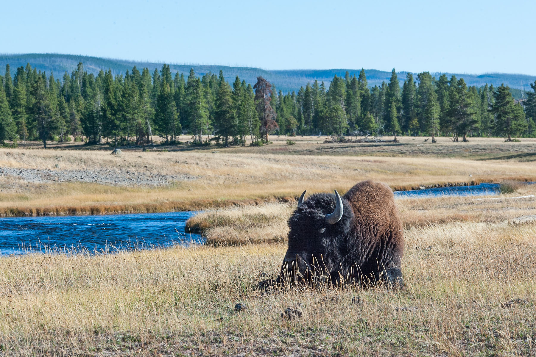 Bison dozes in a Yellowstone valley.  Click for next photo.