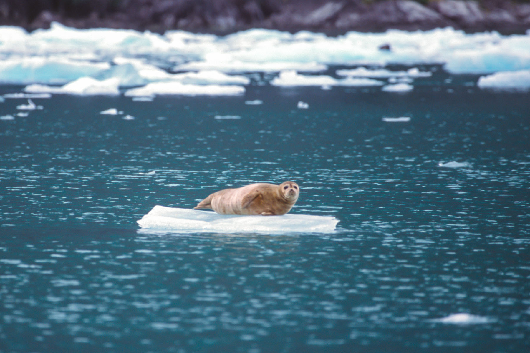 Harbor seal near LeConte Glacier.  Click for next photo.