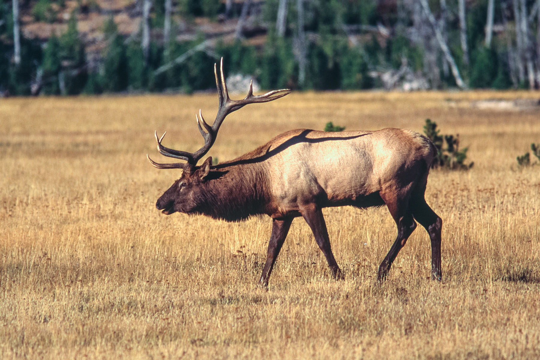 Bull elk, Yellowstone.  Scanned from slide.  Click for next photo.