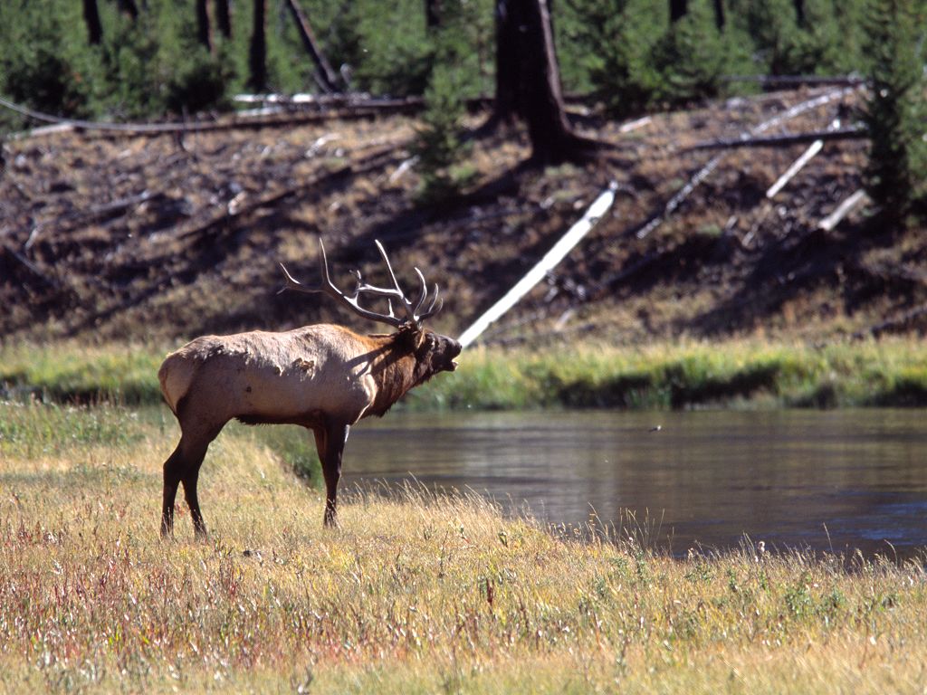 A bull elk bugles at an opponent across the Madison River west of Madison Junction, Yellowstone.  The two decided against crossing the river to joust and this one eventually wandered back to his herd.  Scanned from slide.  Click for next photo.