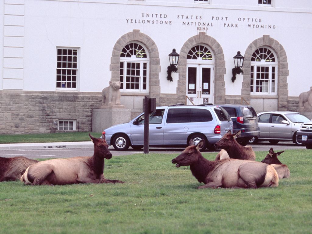 A herd of elk camps out on the grass in front of the Yellowstone Post office in Mammoth Hot Springs.  Scanned.  Click for next photo.