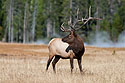 Bull elk scans the horizon in Yellowstone.
