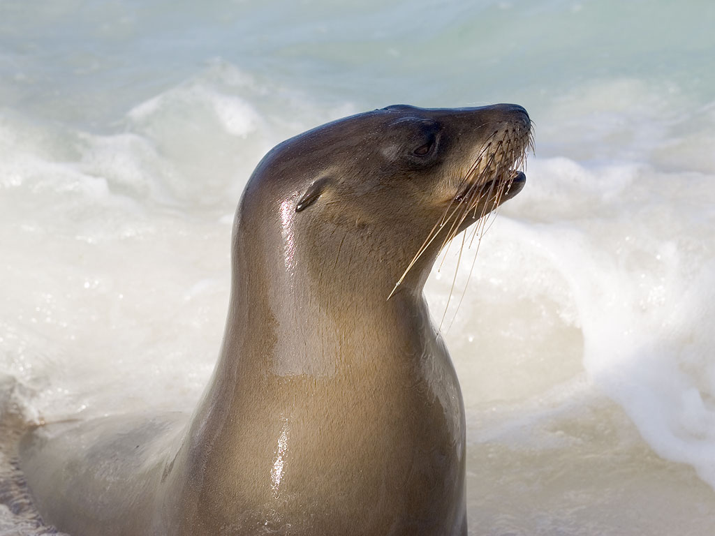 Sea lion, Gardner Bay, Espanola Island, Galapagos.  Click for next photo.