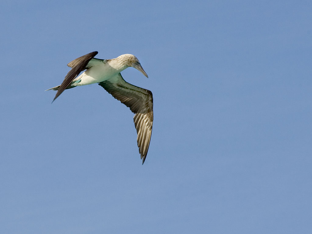 Blue-footed booby, Gardner Bay, Espanola Island, Galapagos.  Click for next photo.