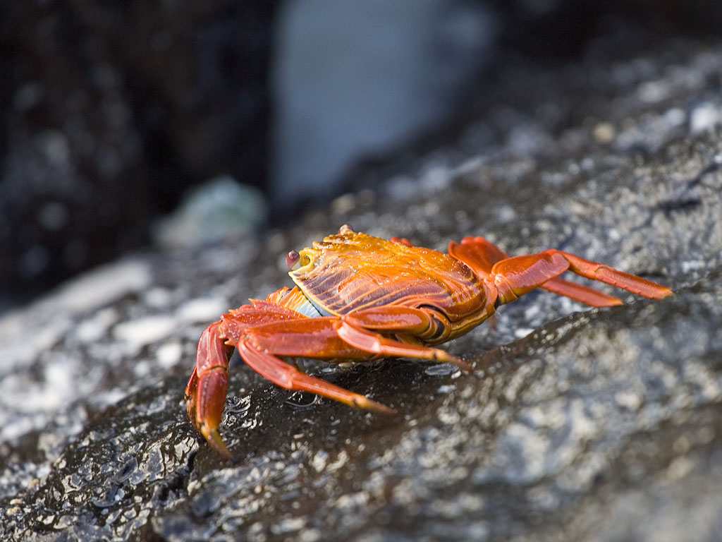 A more colorful crab, Gardner Bay, Espanola Island, Galapagos.  Click for next photo.
