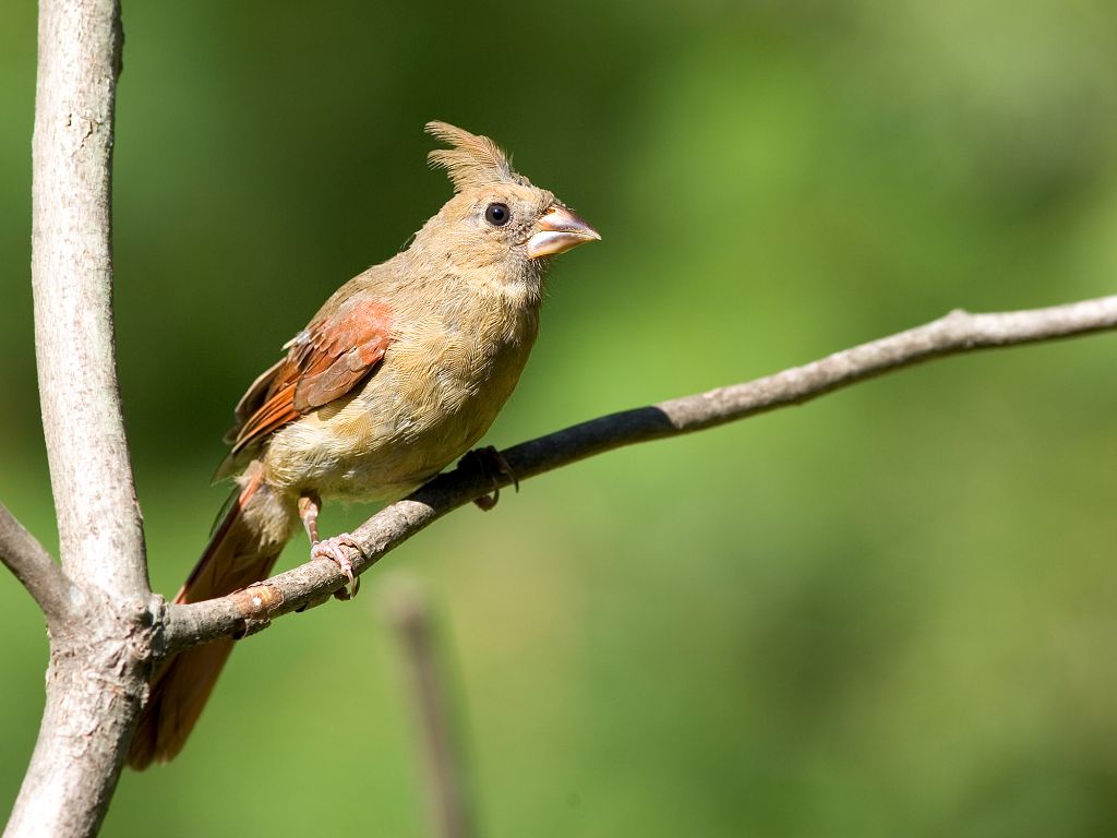 Juvenile cardinal. (Mark II)  Click for next photo.